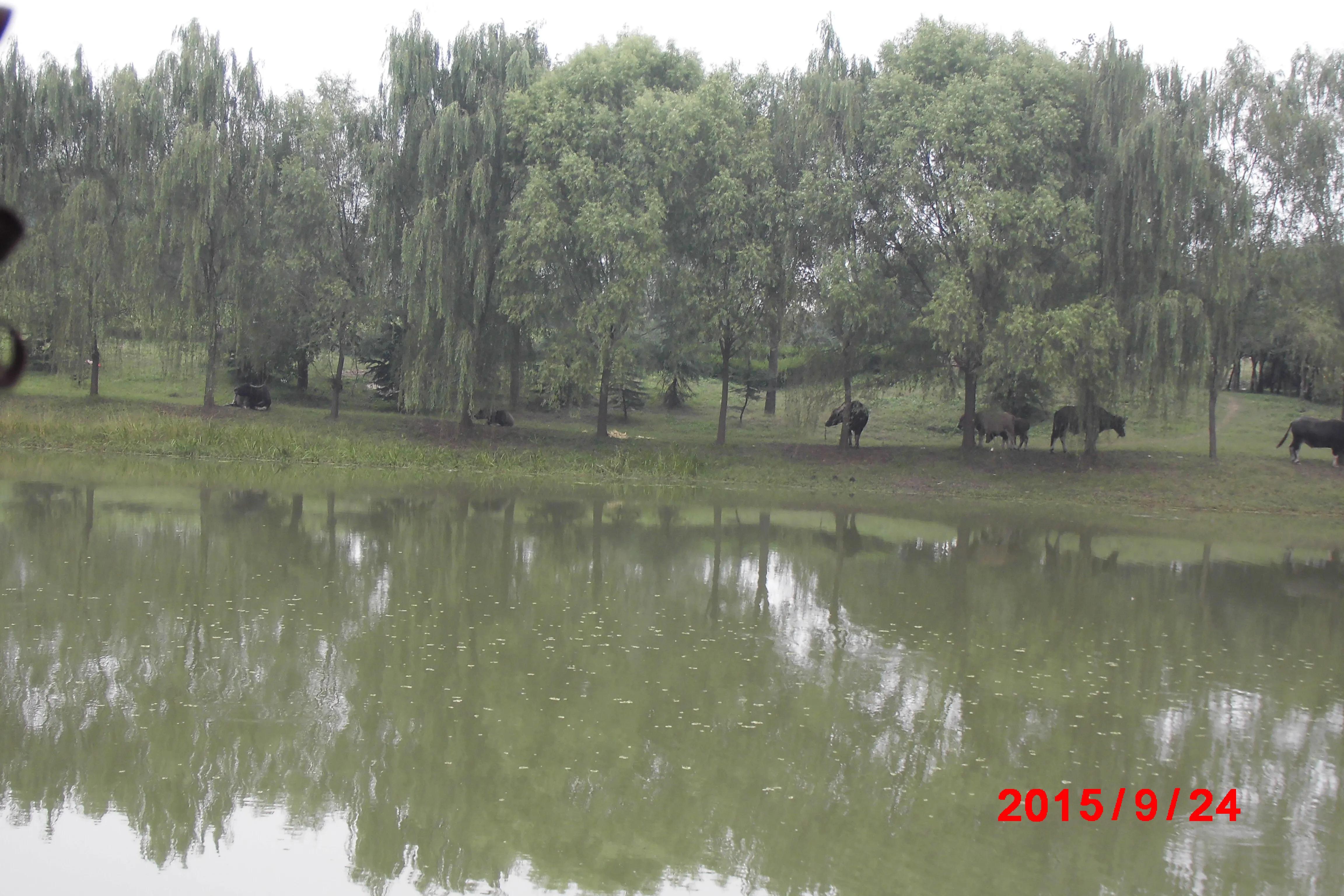 故乡的早晨原唱,故乡的早晨歌曲