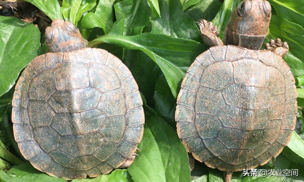 七彩龟的正确养法,彩虹龟养殖