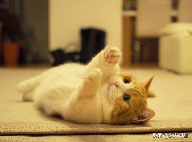 短腿猫是有多可爱,短腿猫有多可爱