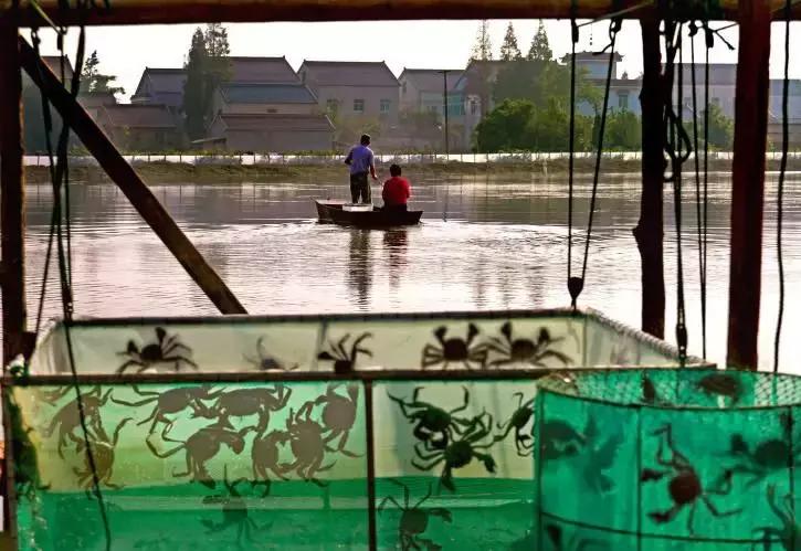 河蟹怎么挑选,河蟹怎么挑选上等