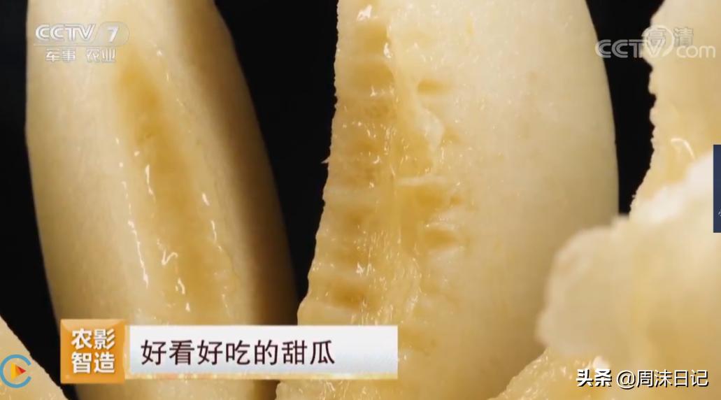 不甜不要钱!白玉甜瓜火了,脆嫩香甜多汁!全家老小都爱吃