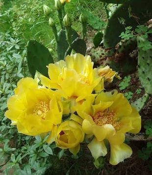 仙人掌简单好养，只要把握它的习性和爱好，何愁养不好仙人掌。