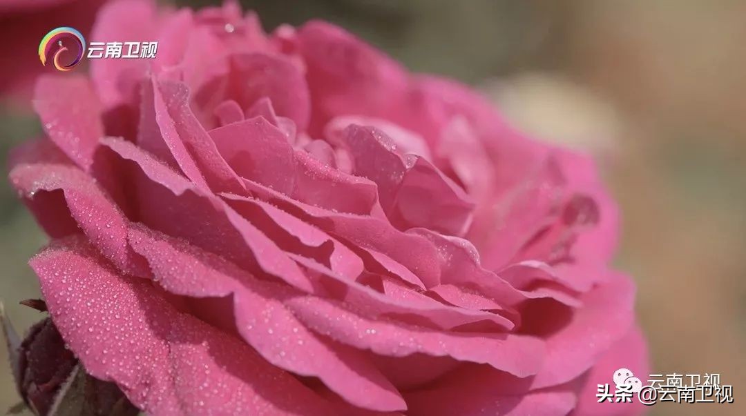 《味道云南》第二季第九集“云花之味”云南卫视今晚21:30播出！