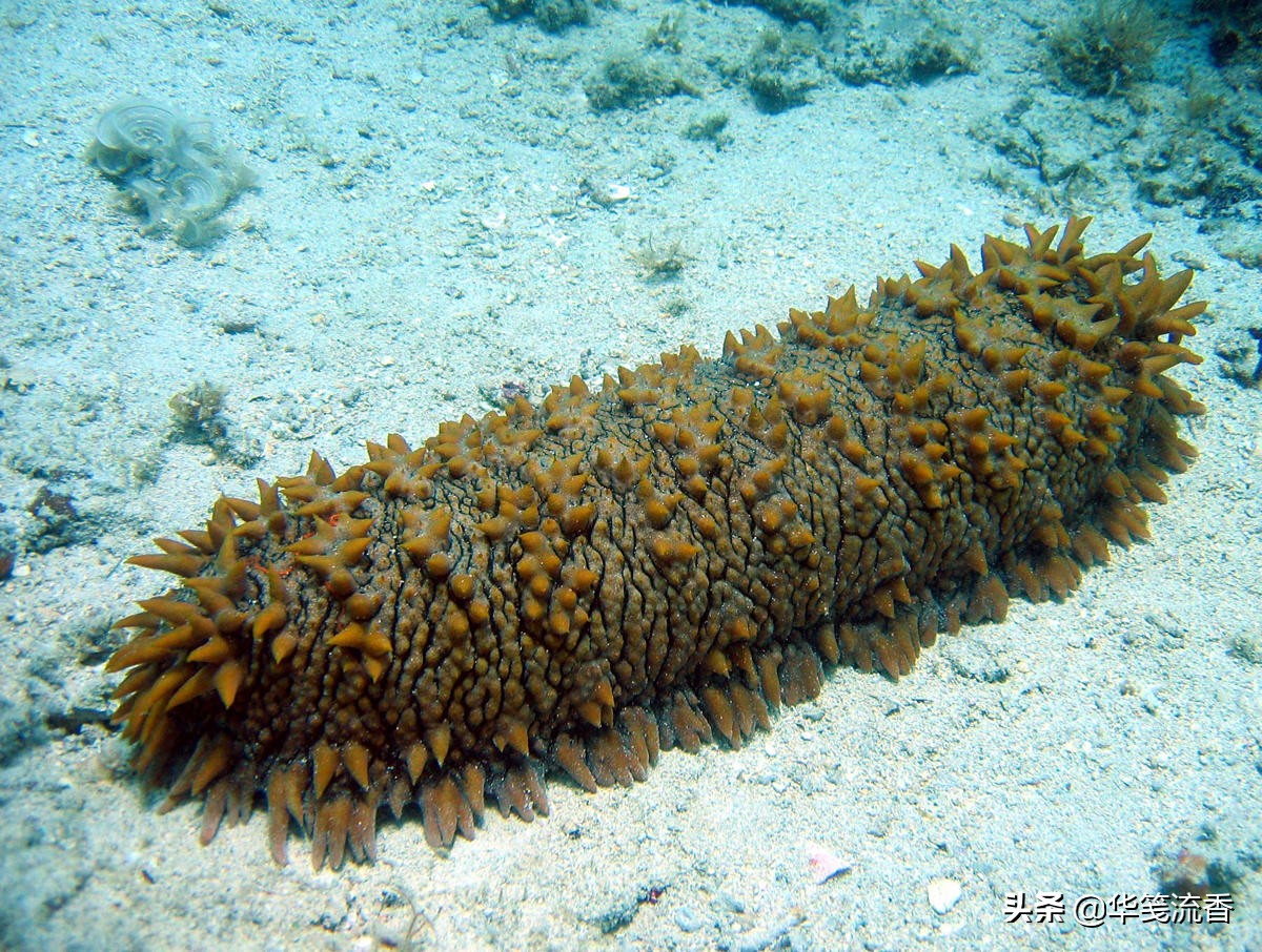 如何理解庄子道在屎尿之中,庄子说道在屎溺