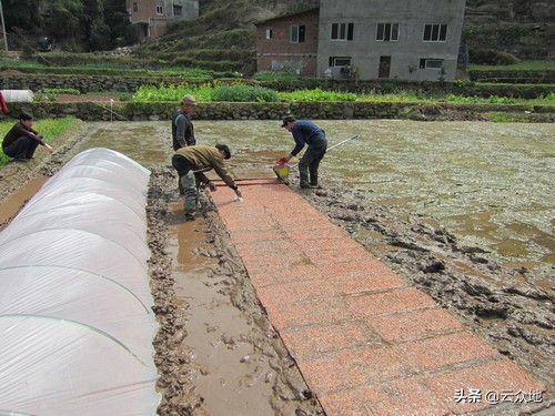 水稻育秧的最佳方法,水稻育秧技术与方法