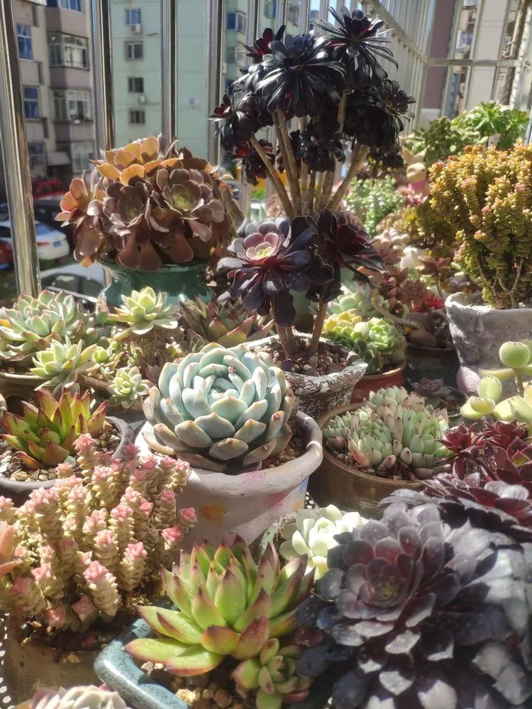 每一棵多肉都承载了一段时光,每一棵多肉都是独一无二