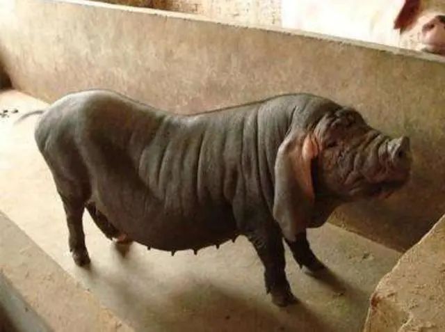 藏香猪怀孕母猪散养好还是圈养好,二元母猪跟三元母猪哪个做种猪好