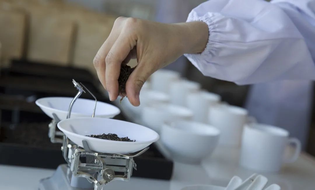 大益茶80周年献礼,致敬80年经典