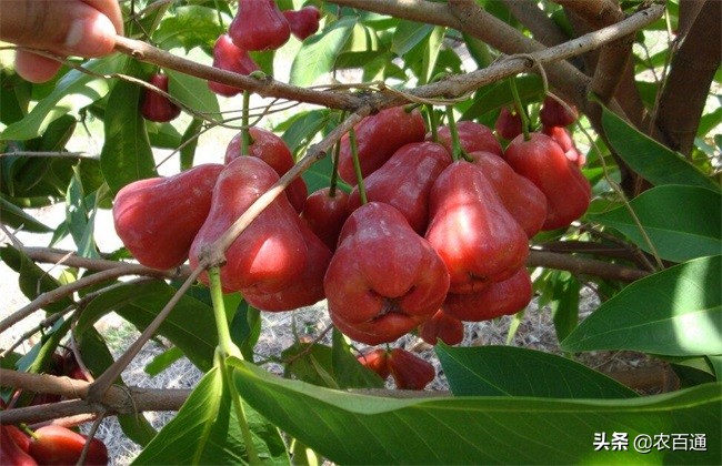 莲雾催花保果技术详解,莲雾冬果如何催花