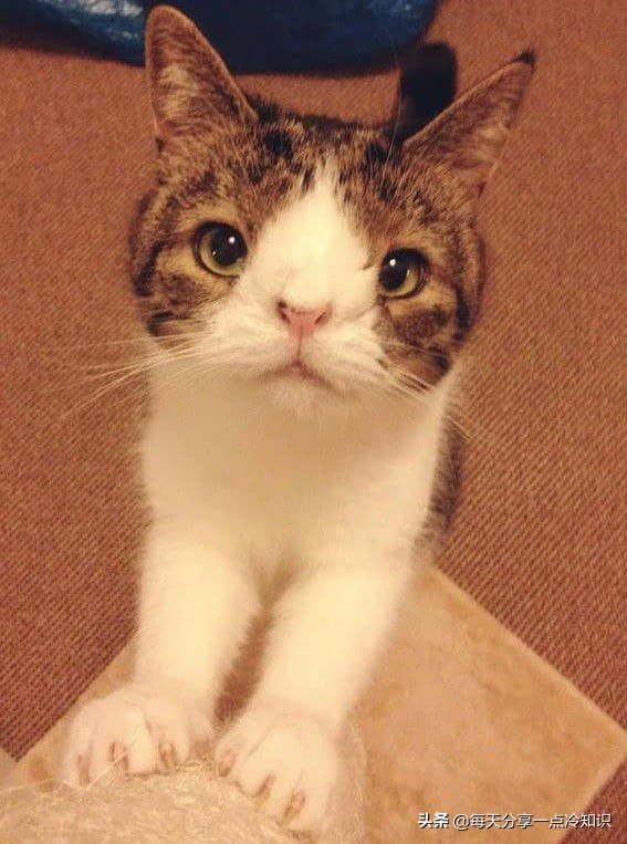 世界上最有名的12只猫咪,世界上十大最可爱的猫咪排名