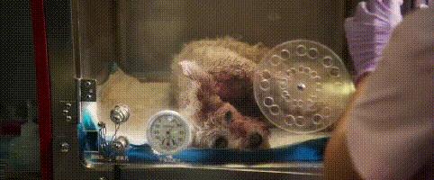 复仇方式电影,最狠的复仇方式电影