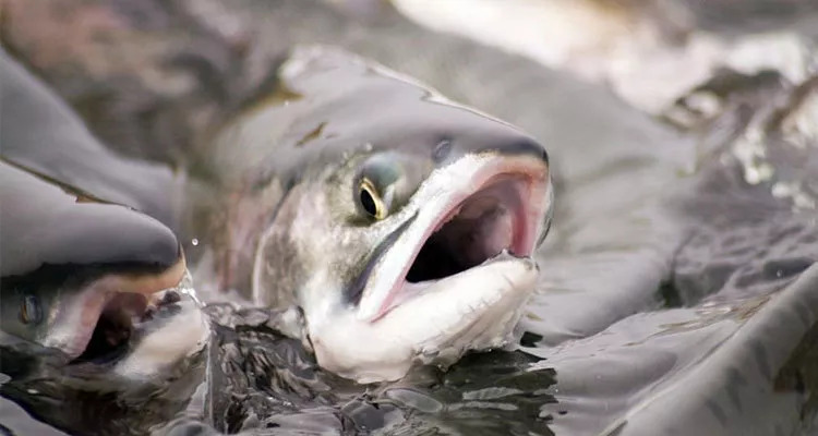 养殖池塘怎么提高溶氧,如何提高小龙虾池塘溶氧