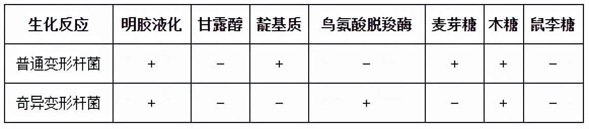 普通变形杆菌有哪些,为什么奇异变形杆菌那么难治