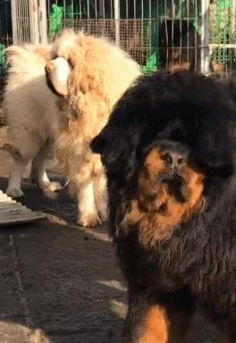 这几种狗狗千万别养,养这几种狗狗非富即贵