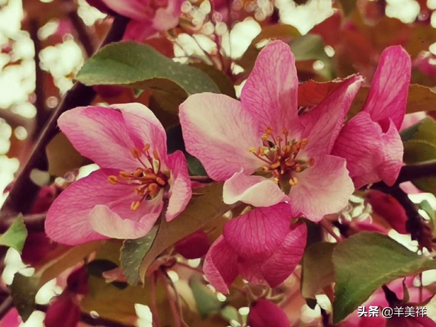 女方母亲结婚十大条件,结婚十大条件