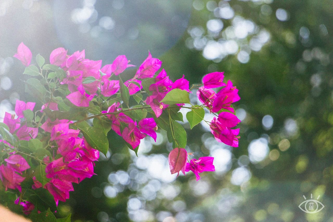 深圳各区最美的地方,深圳6个绝美地方