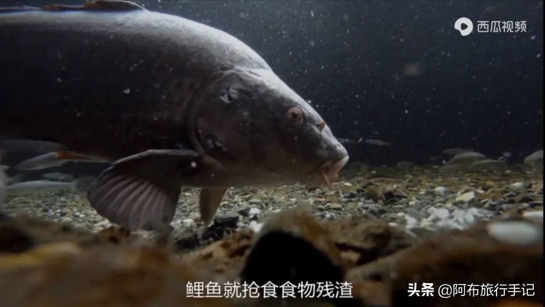 豆瓣9.1分，看过不足1500人，我却复盘了张日本最全野游图