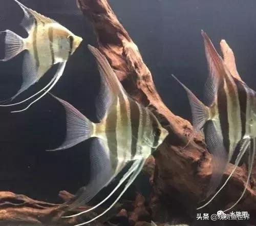 埃及观赏鱼的饲养要点,埃及神仙鱼的饲养技巧和方法