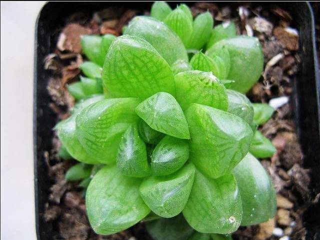 水晶的多肉植物有哪些品种,像水晶的多肉植物图片