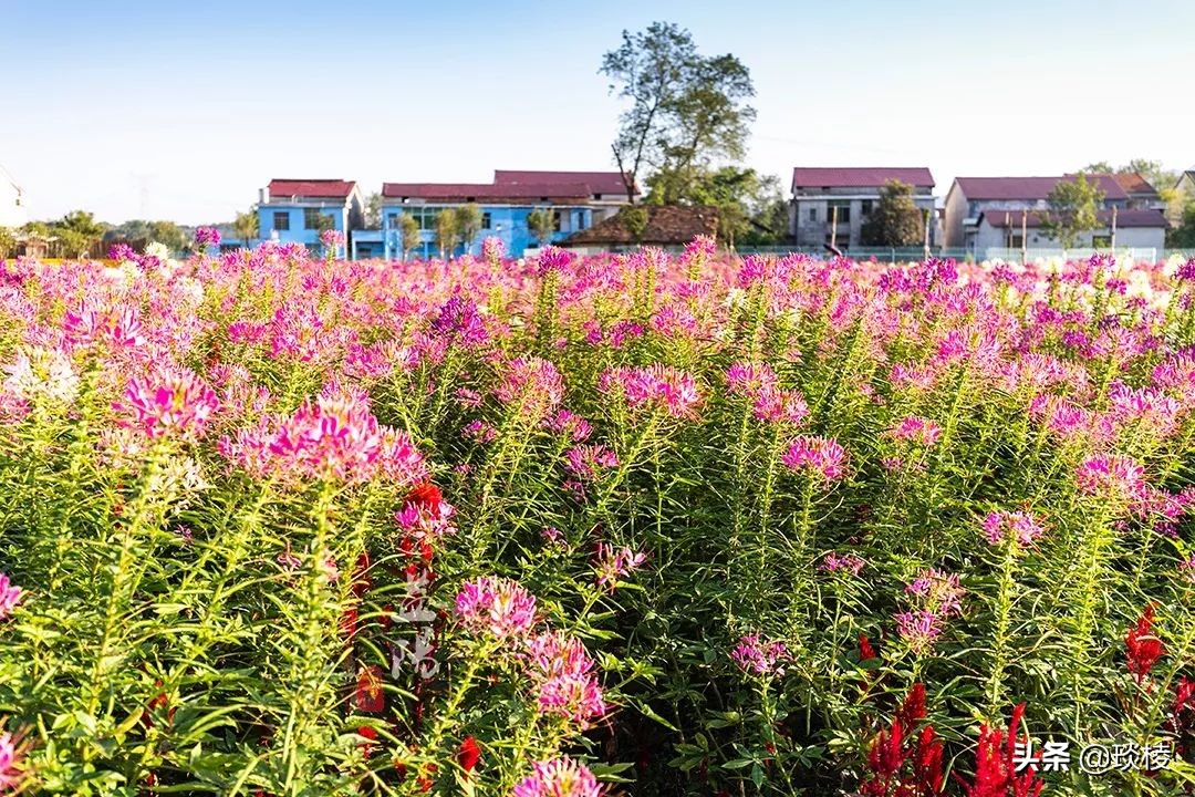 春风十里不如你,这些花海在国庆期间盛放,不要错过了