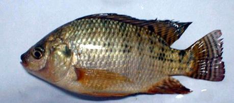 最干净的十种食用鱼,常见的可食用干净的鱼有哪些