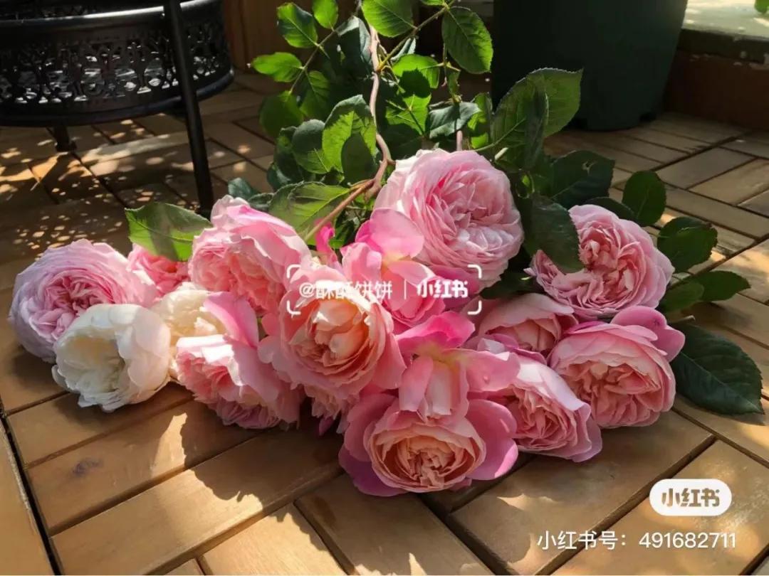 获得worldrose的12款月季品种,露台月季品种推荐