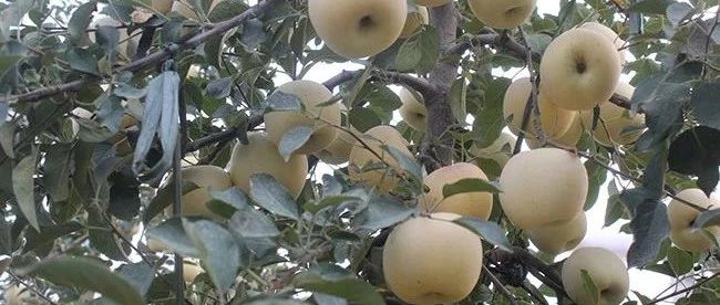 苹果缺钙的症状和防治方法,果树补钙补硼