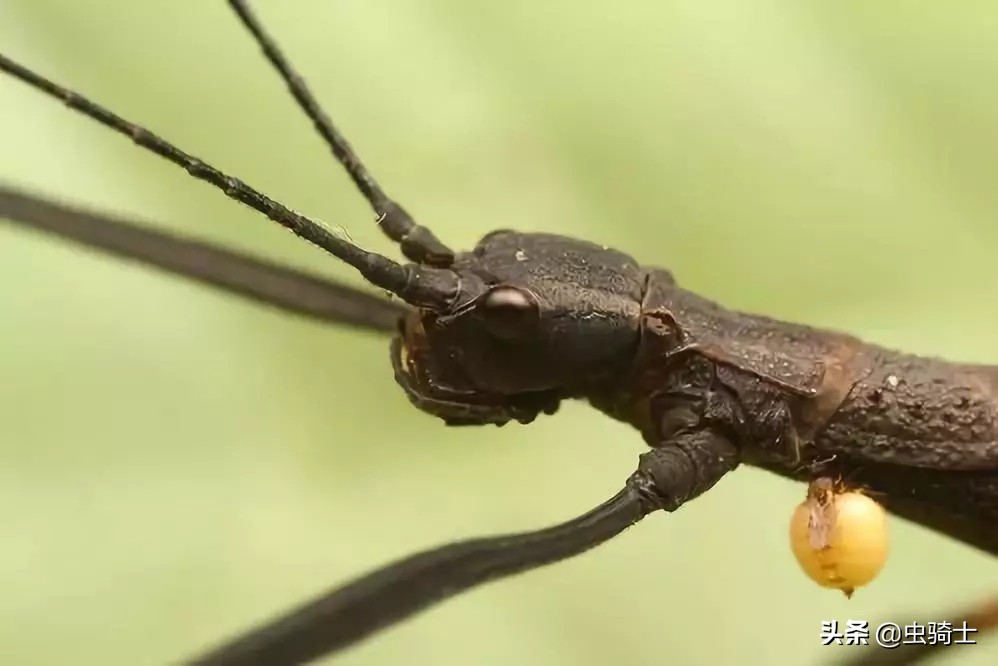 自然科普动物世界,昆虫里的小蚊子哪些会吸人的血