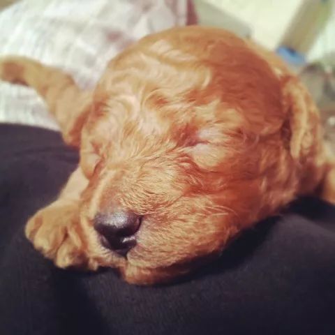 养狗记合集,养狗记28完整版