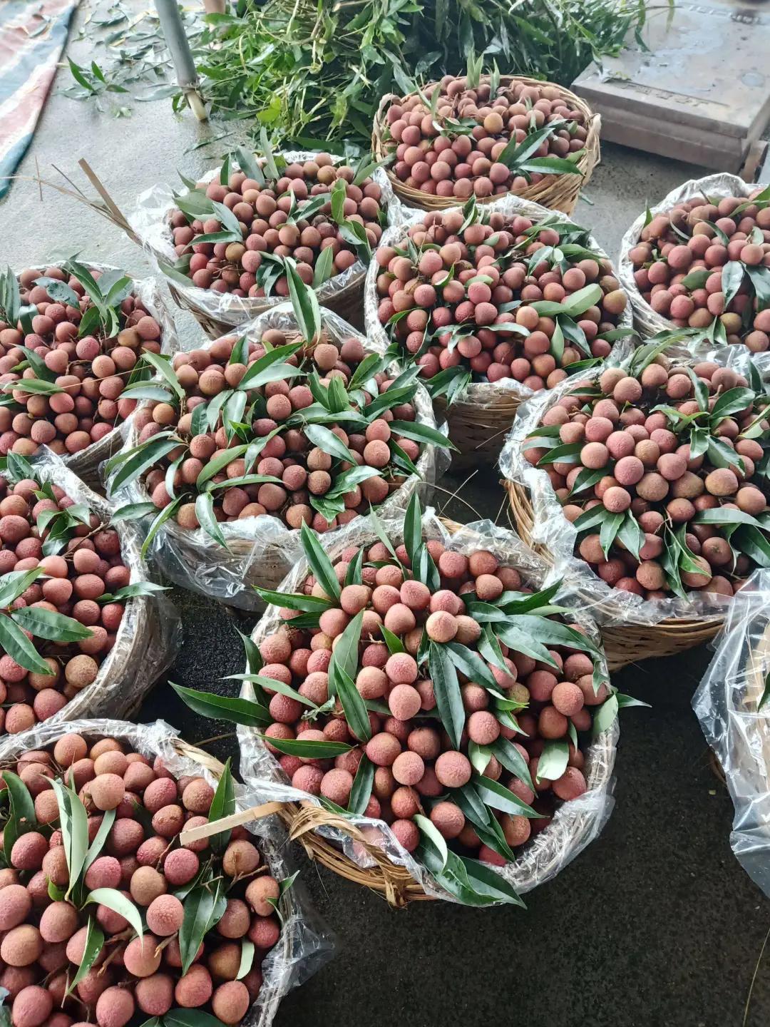 黑叶荔枝批发价,几万斤黑叶荔枝卖不出去