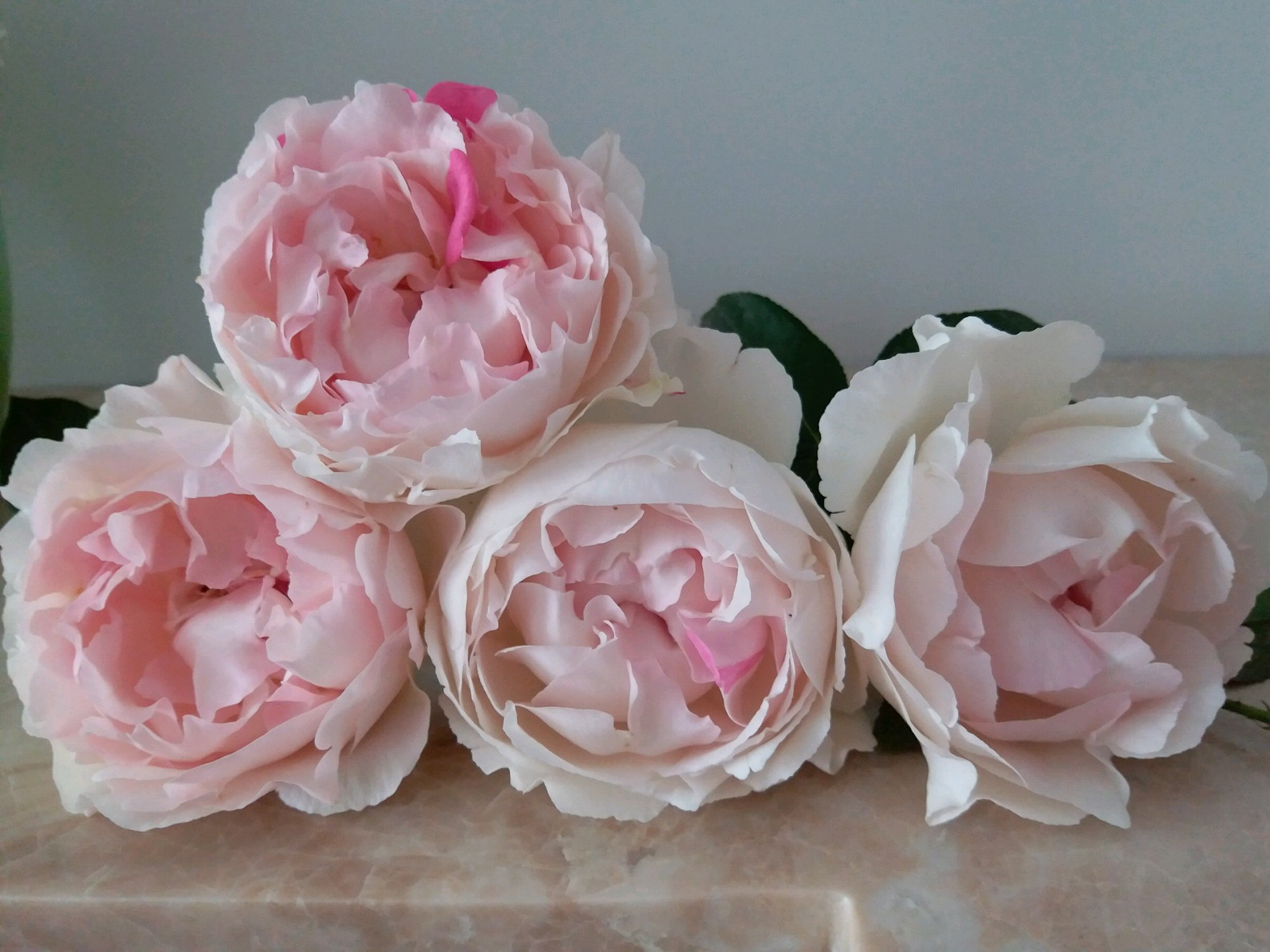 伊芙钱特玛丽秋花奶白,伊芙钱特玛丽是什么颜色