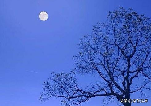 故事:延津故事:菊花泪