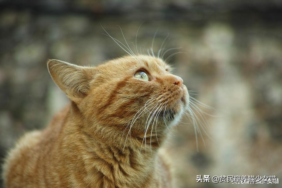 为什么有的小猫咪吃很多也不长肉？也许你该给它驱虫了