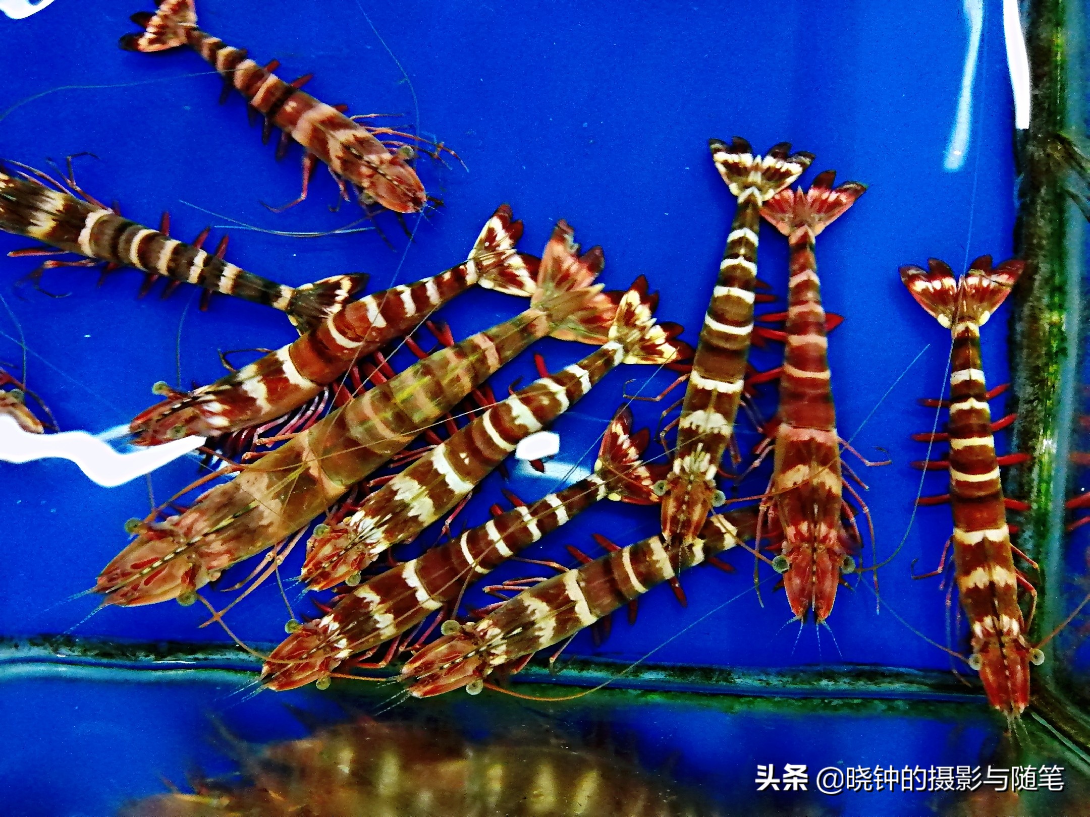 岘港最好吃的海鲜餐厅,越南旅游攻略岘港海鲜