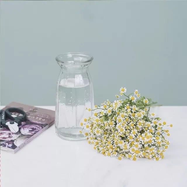 洋甘菊花怎么养护,洋甘菊的醒花及养护