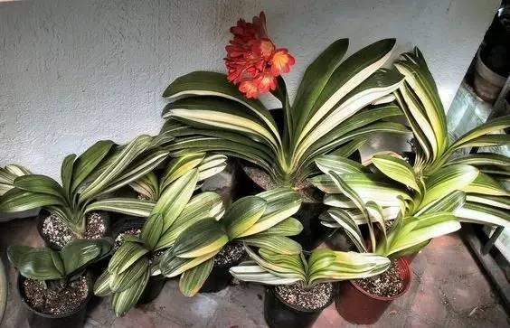 君子兰母子分离8盆,君子兰爆崽要分盆吗