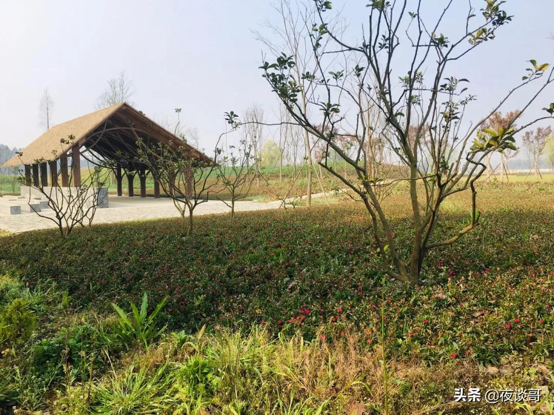 大丰发展潜力最大的片区,大丰区以后发展城东还是城西