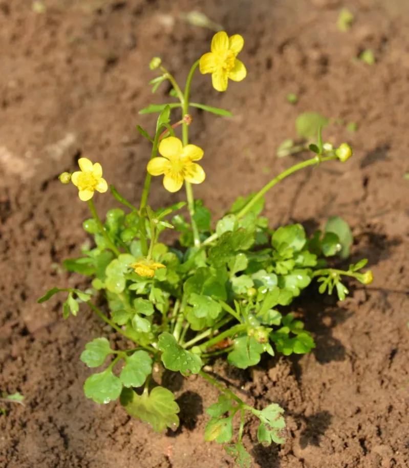 冬天常见中药植物图片及功效,花期长的草本植物图片