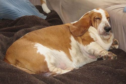 狗狗也会难产吗,狗狗难产怎么帮助它尽快生产