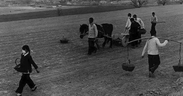 张贤亮《绿化树》原文,张贤亮的《绿化树》写作特点