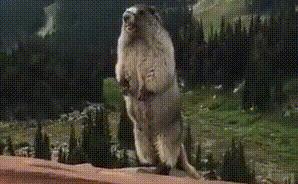 土拨鼠当宠物养合法吗,宠物土拨鼠能只养一只吗