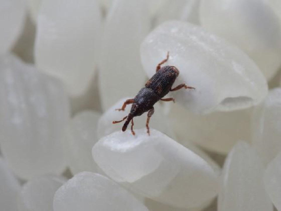 为什么密封好的大米还能长出虫子,大米里面为什么会长虫