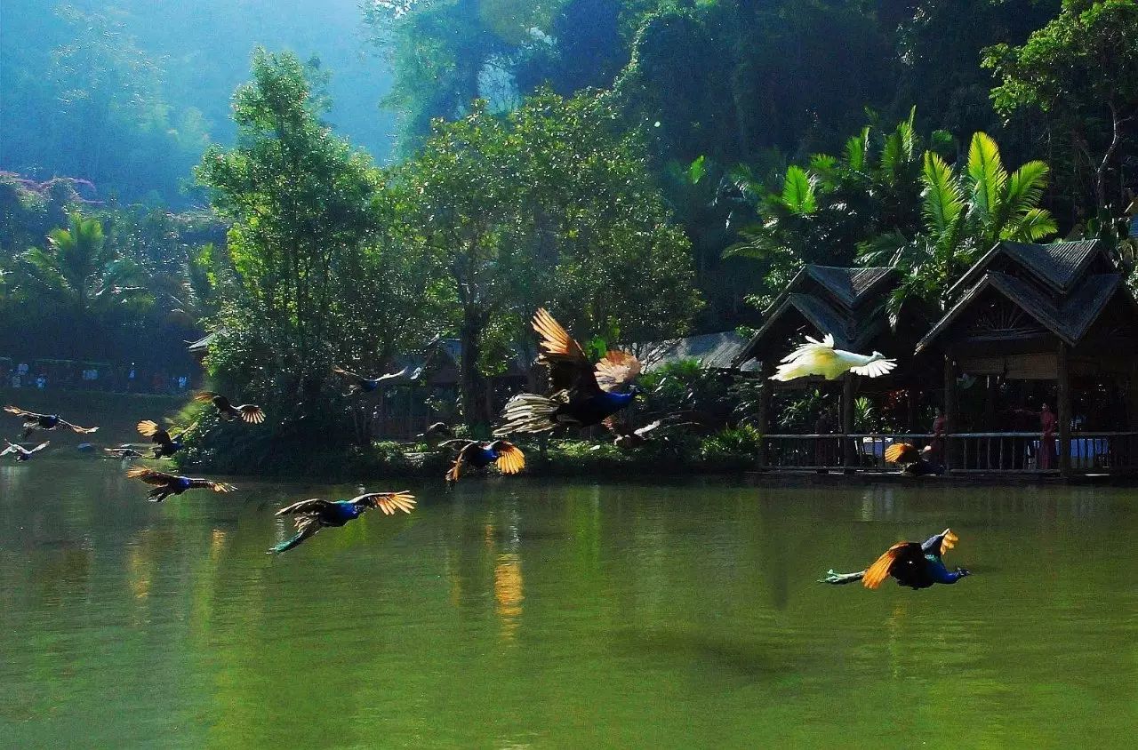 西双版纳简介是在哪里,西双版纳植物园概况