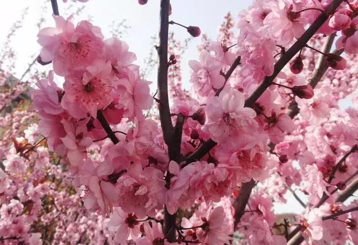 这些梅花真是美不胜收,所有梅花类型