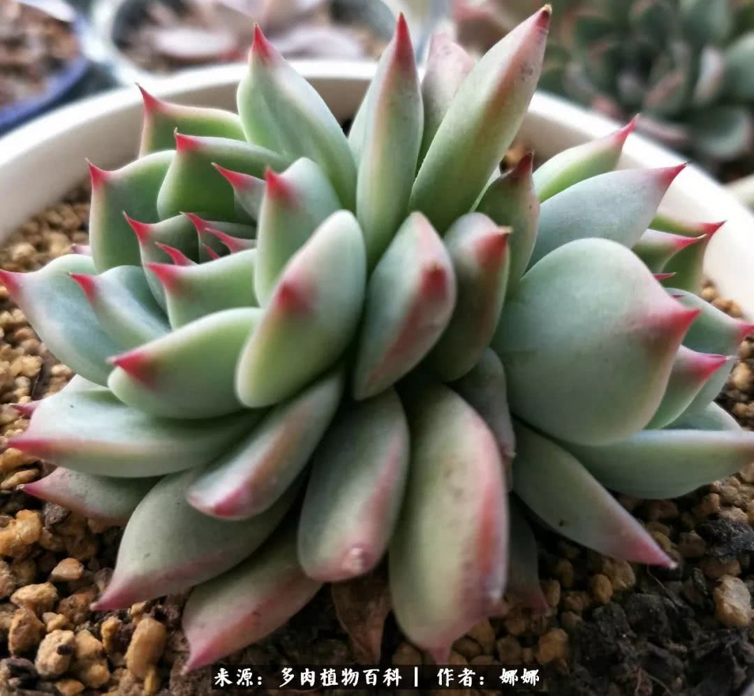 篱笆花开情常在，守你一生不变！