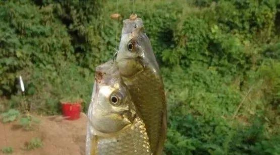 怎么打虚影步,沉底打窝器如何精准打窝