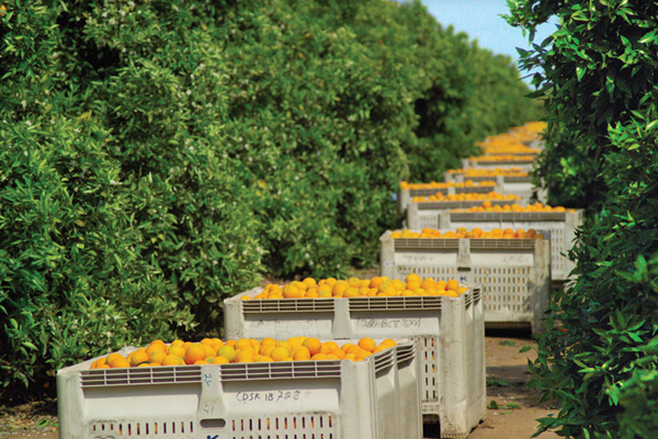 全球柑橘类水果的生产