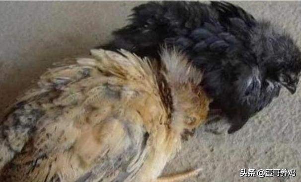 高发鸡病最佳治疗方法,鸡患肾传支的治疗方法