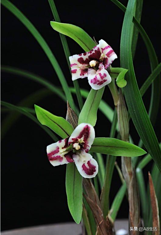 中国兰花名品录,春兰兰花名品大全