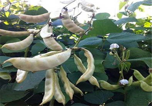 种植白扁豆要不要打叉,白扁豆种植技术